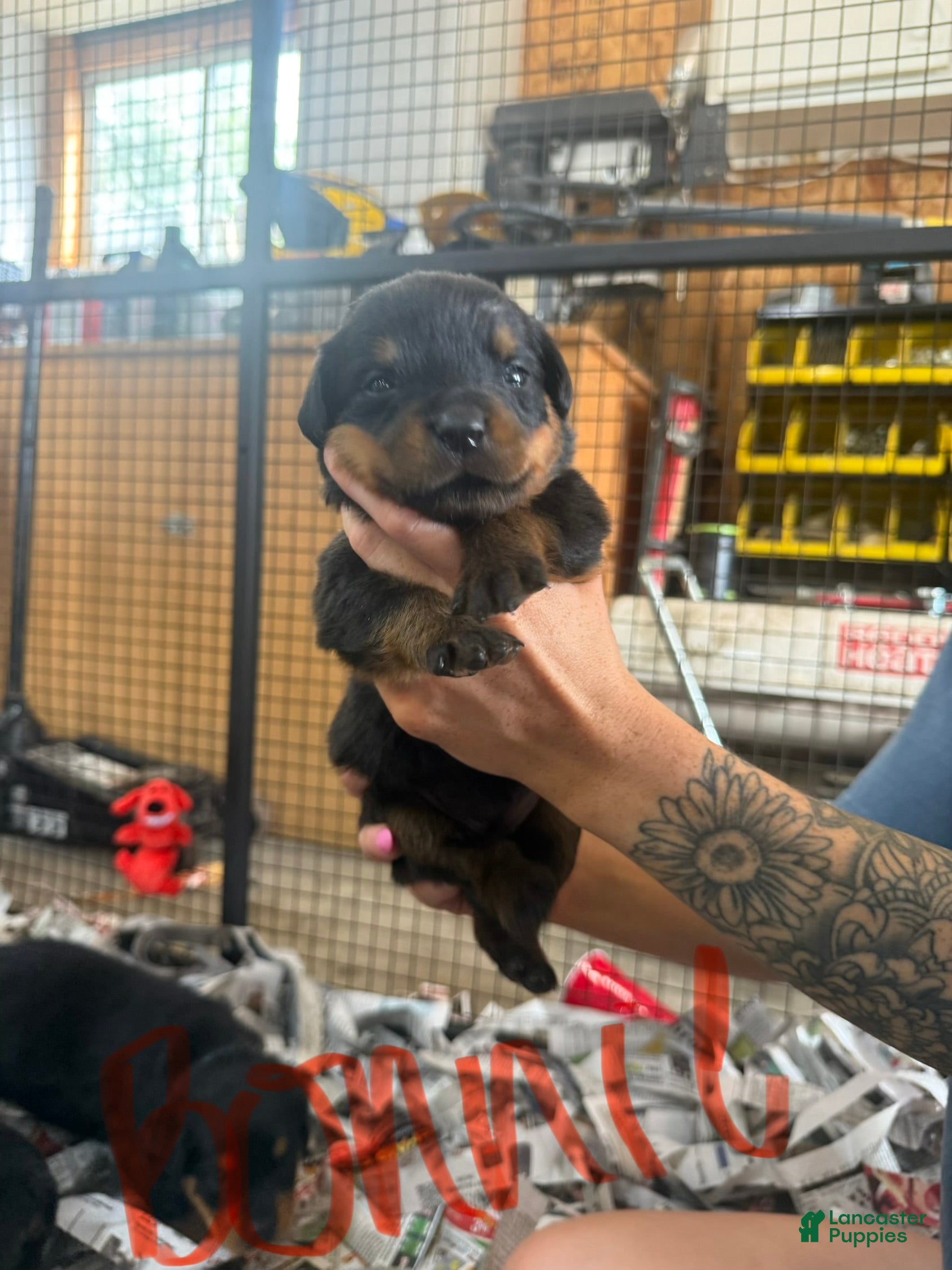 Rottweiler dogs Rottweiler 7 - Ad 8