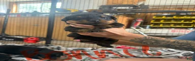 Rottweiler 7