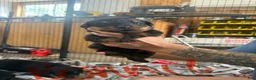 Rottweiler dogs for sale: Rottweiler 7 - Ad 1