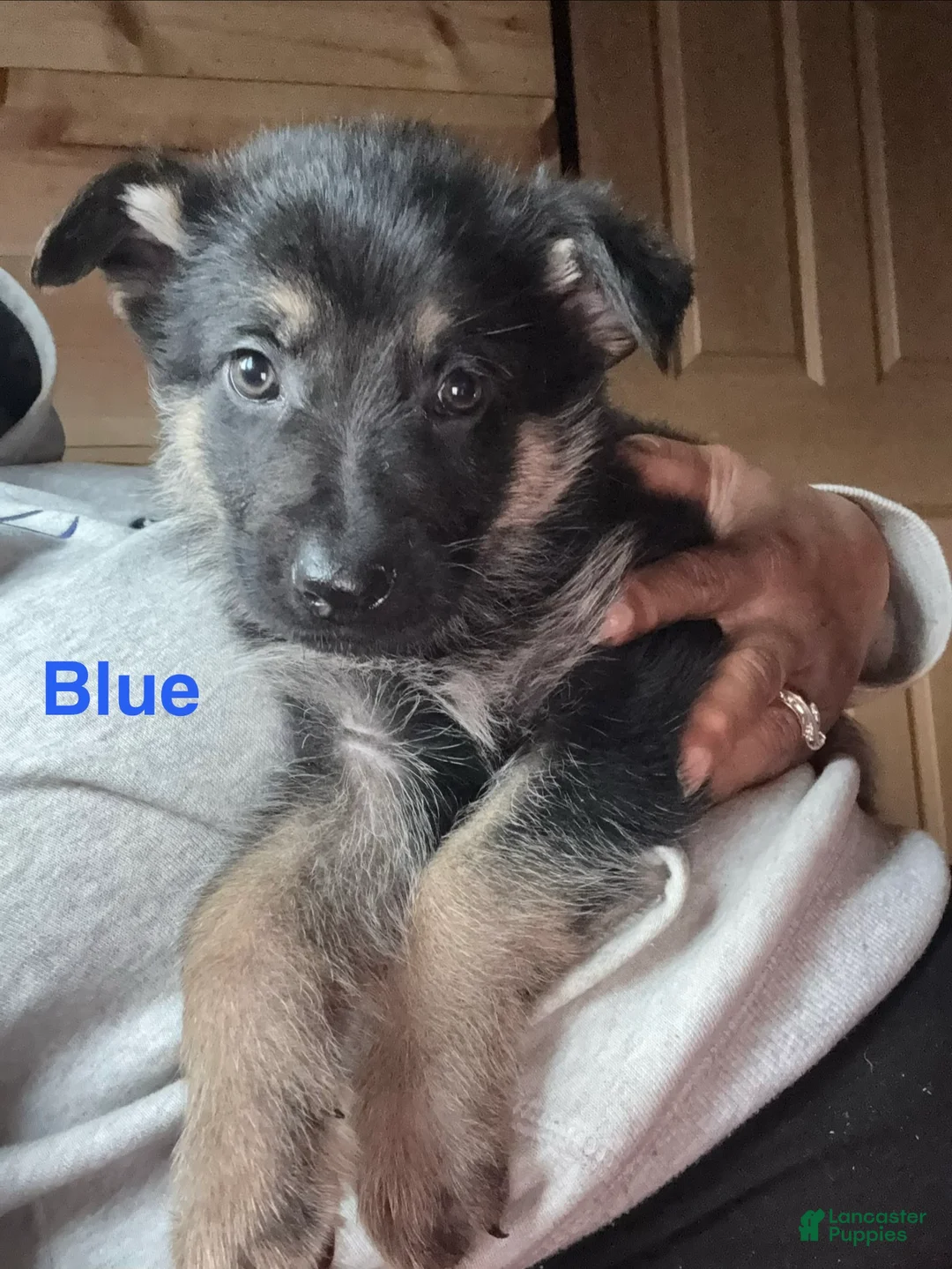 German Shepherd dogs for sale: Brown Collar Male 12-30 - Ad 13