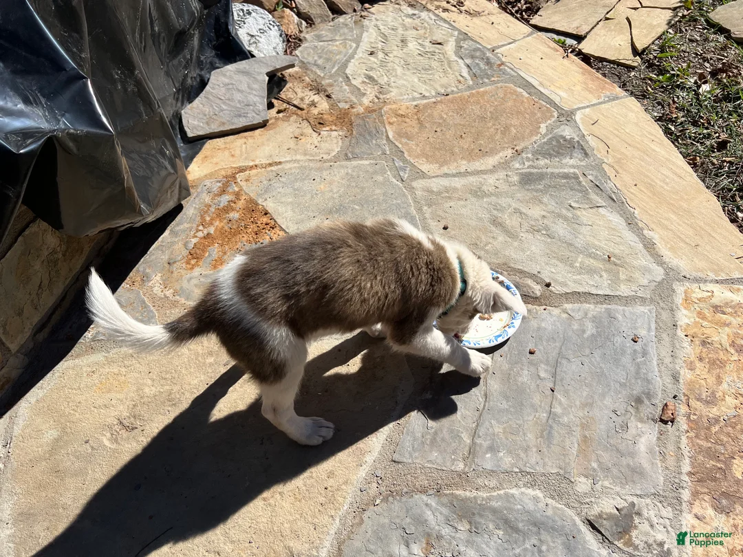 Mixed Breed dogs for sale: Mixed Breed Puppy #6 - Ad 2