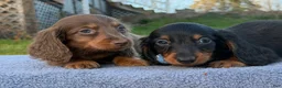 Miniature Dachshund dogs for sale: AKC female russian - Ad 3