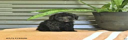 Miniature Poodle dogs for sale: Cassandra - Ad 4