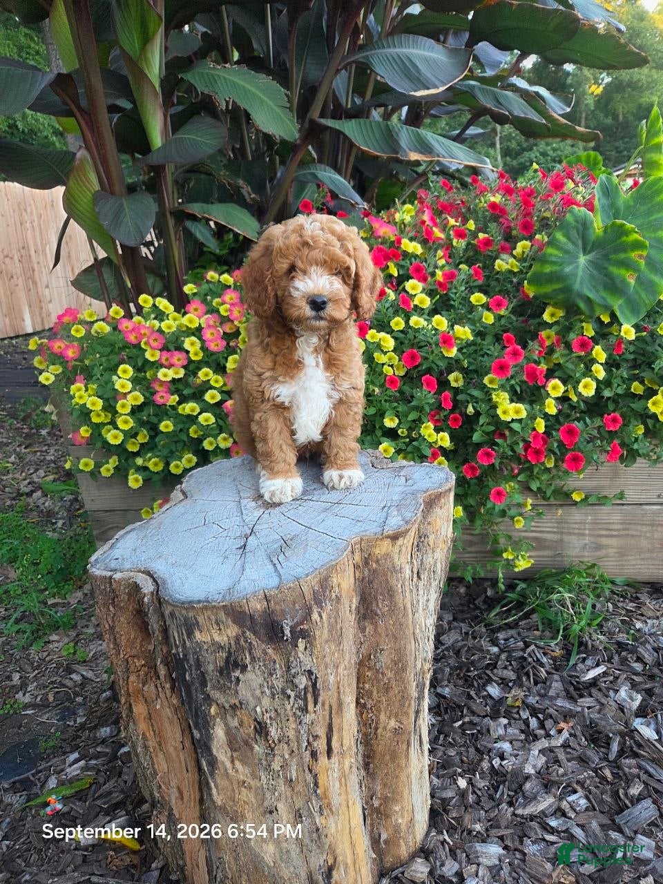 Mini Goldendoodle dogs Teddy - Ad 2