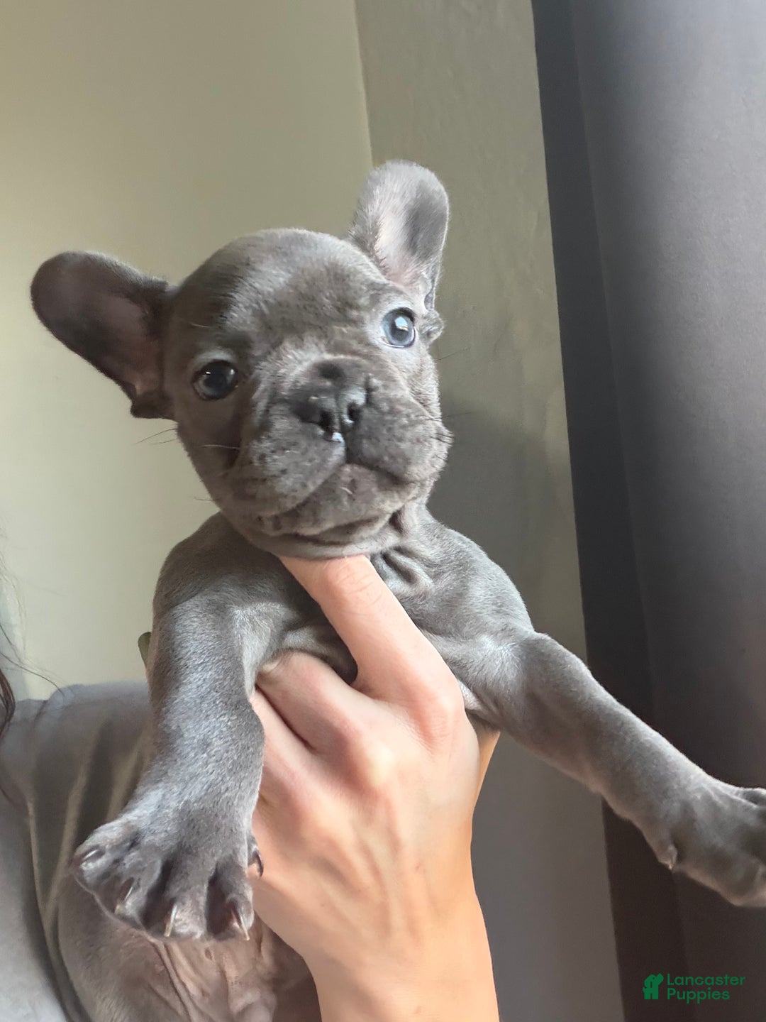 French Bulldog dogs for sale: French Bulldog Puppy 1 - Ad 8