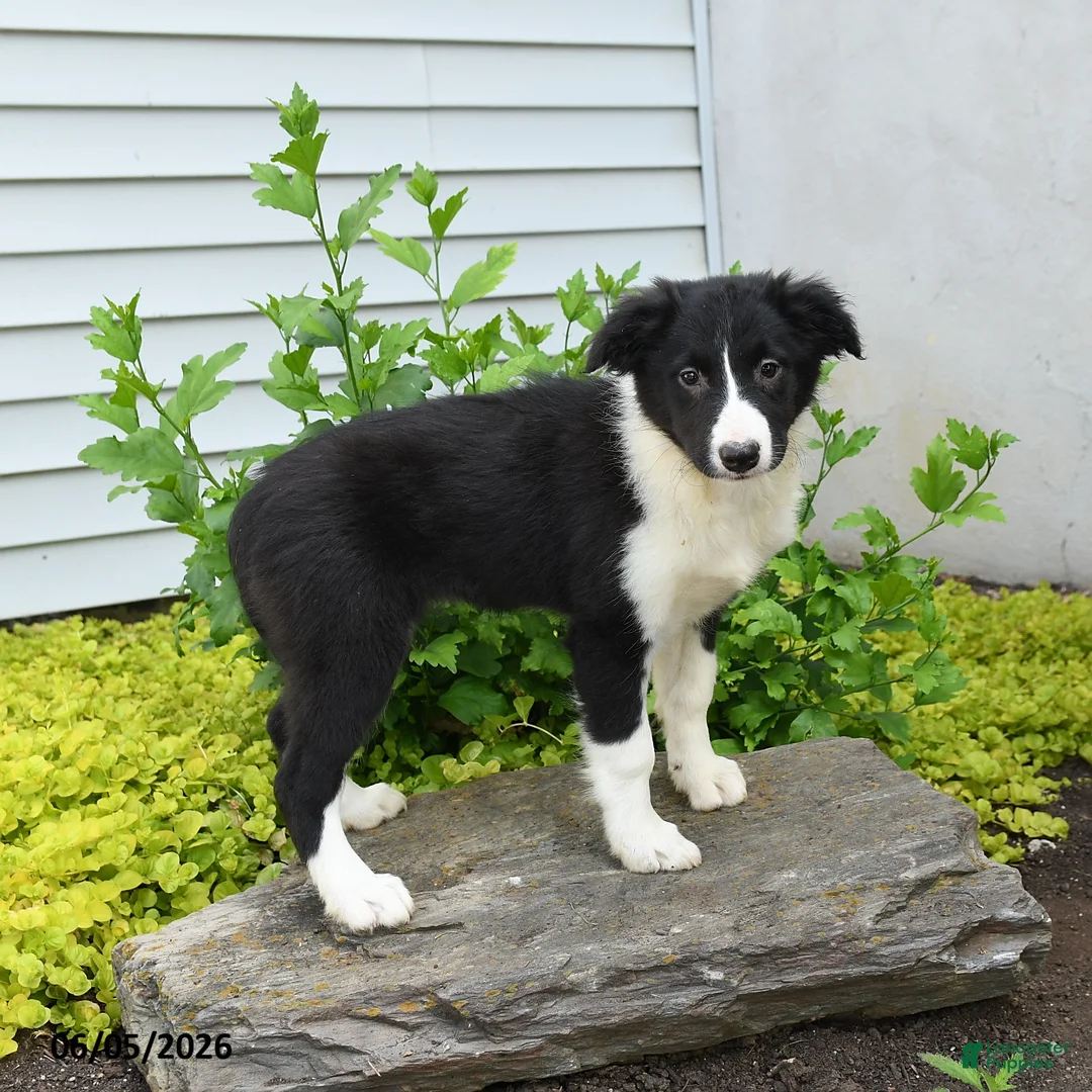 Border Collie dogs for sale: Haley - Ad 2