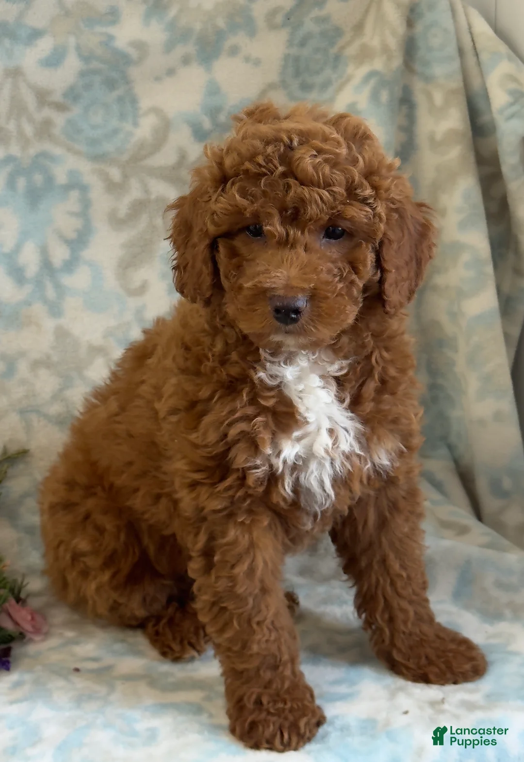 Mini Goldendoodle dogs for sale: Blitz - Ad 3