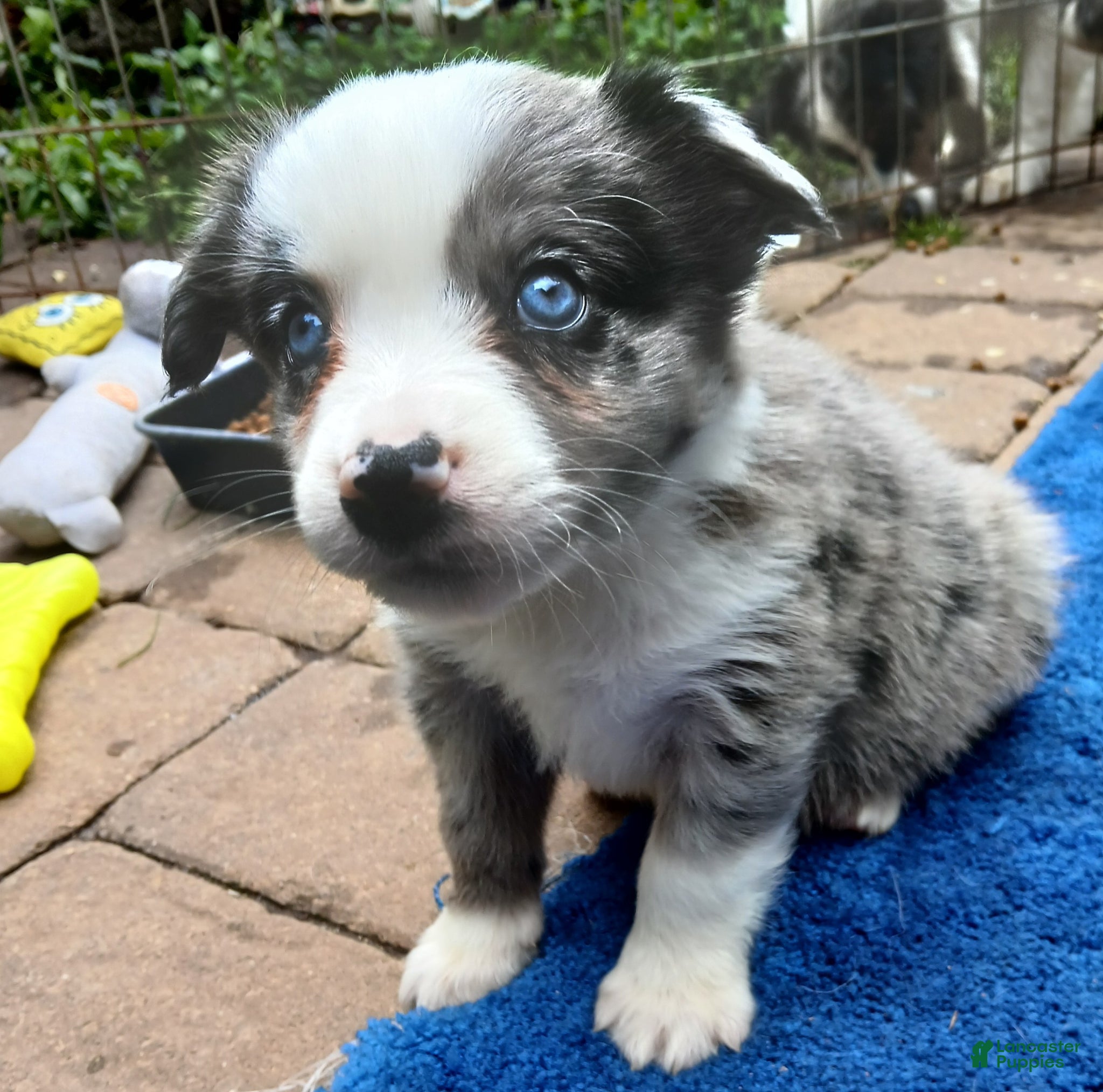 Miniature Australian Shepherd dogs Miniature Australian Shepherd Puppy 4 - Ad 7