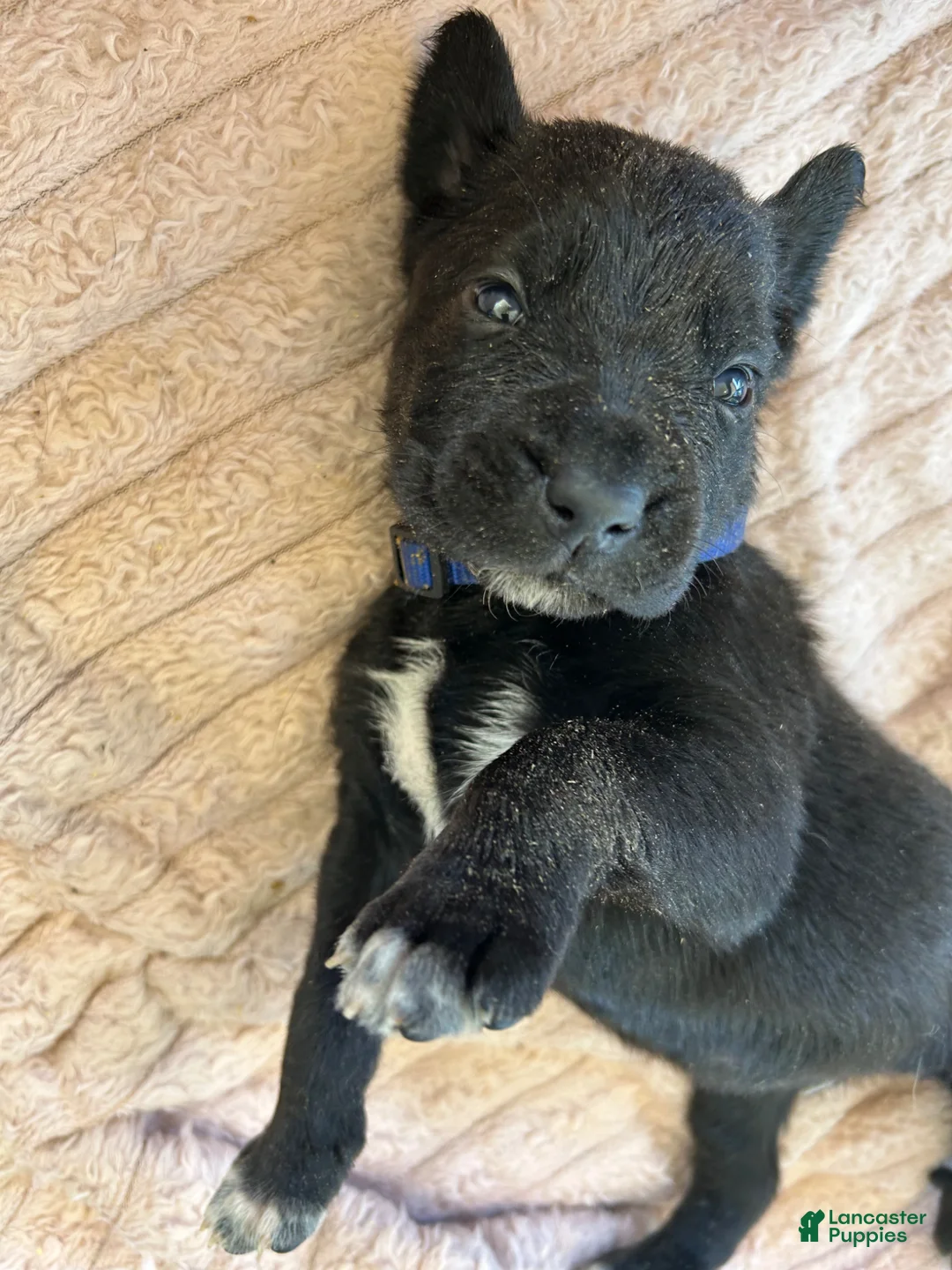 Cane Corso dogs for sale: Biscuits  - Ad 2