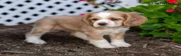 Cocker Spaniel dogs for sale: Emmy - Ad 4