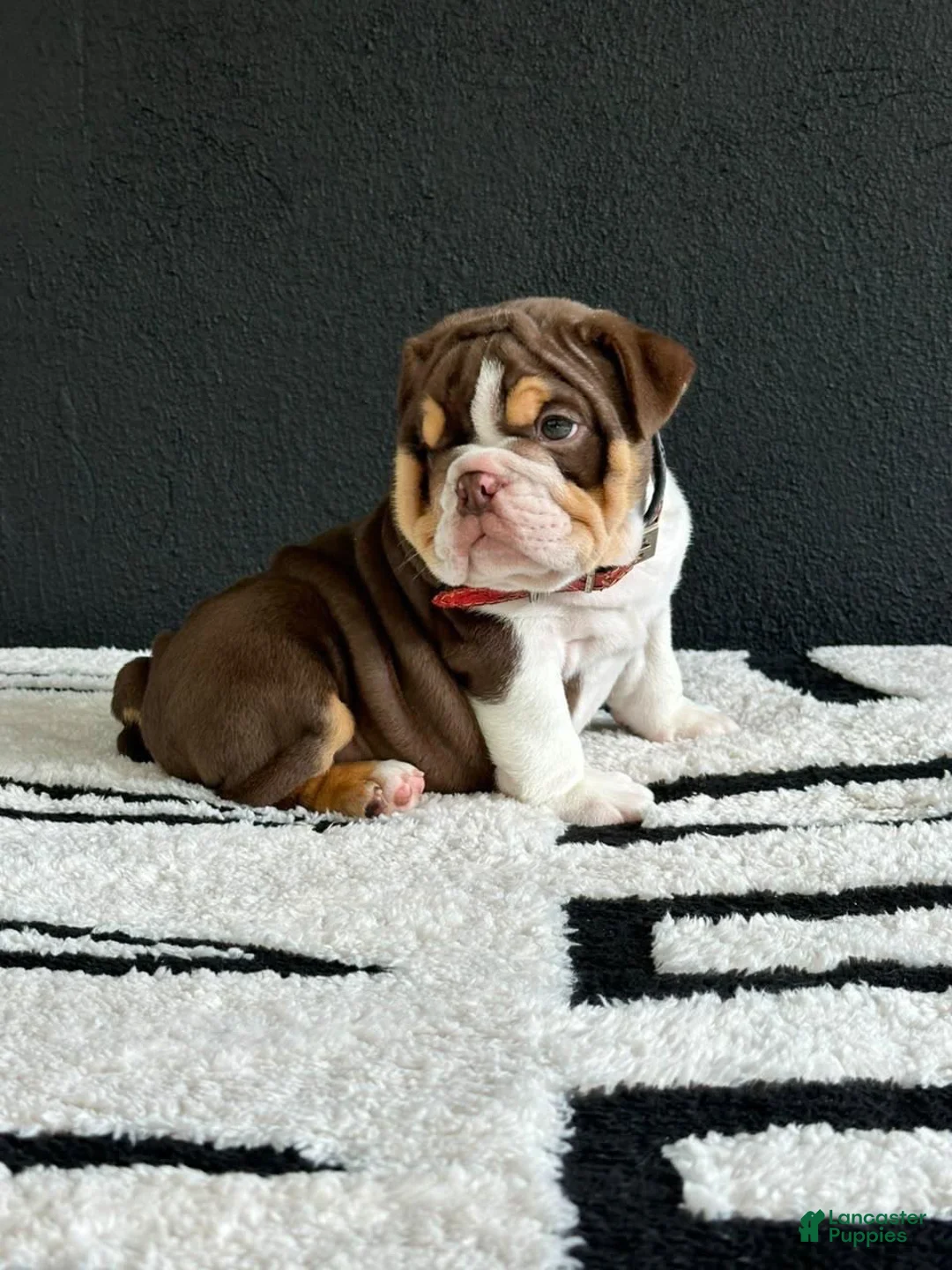 English Bulldog dogs for sale: English Bulldog 1 - Ad 2