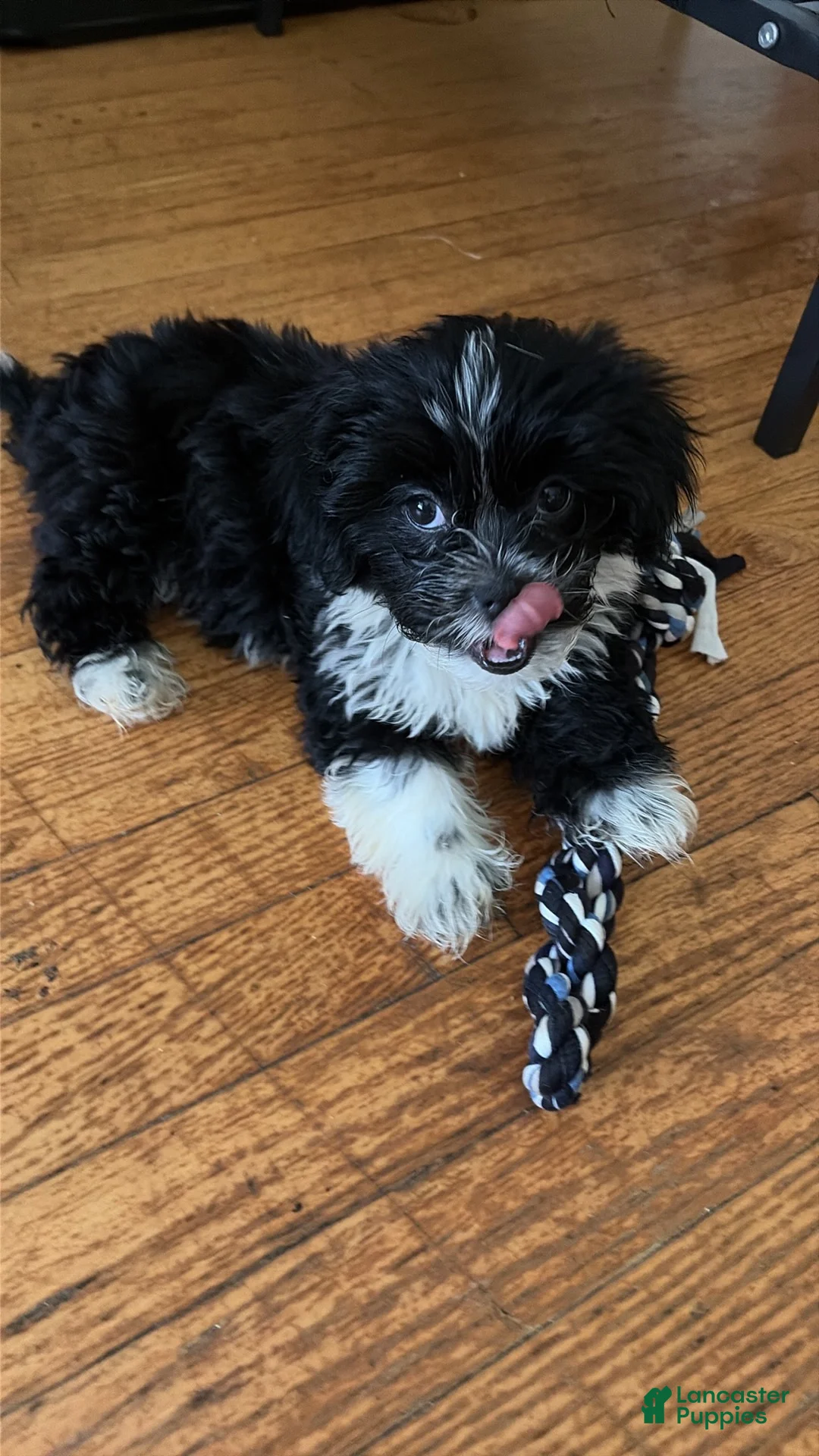 Shorkie dogs for sale: Tuxie - Ad 1