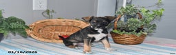 Mixed Breed dogs for sale: Tinker - Ad 4