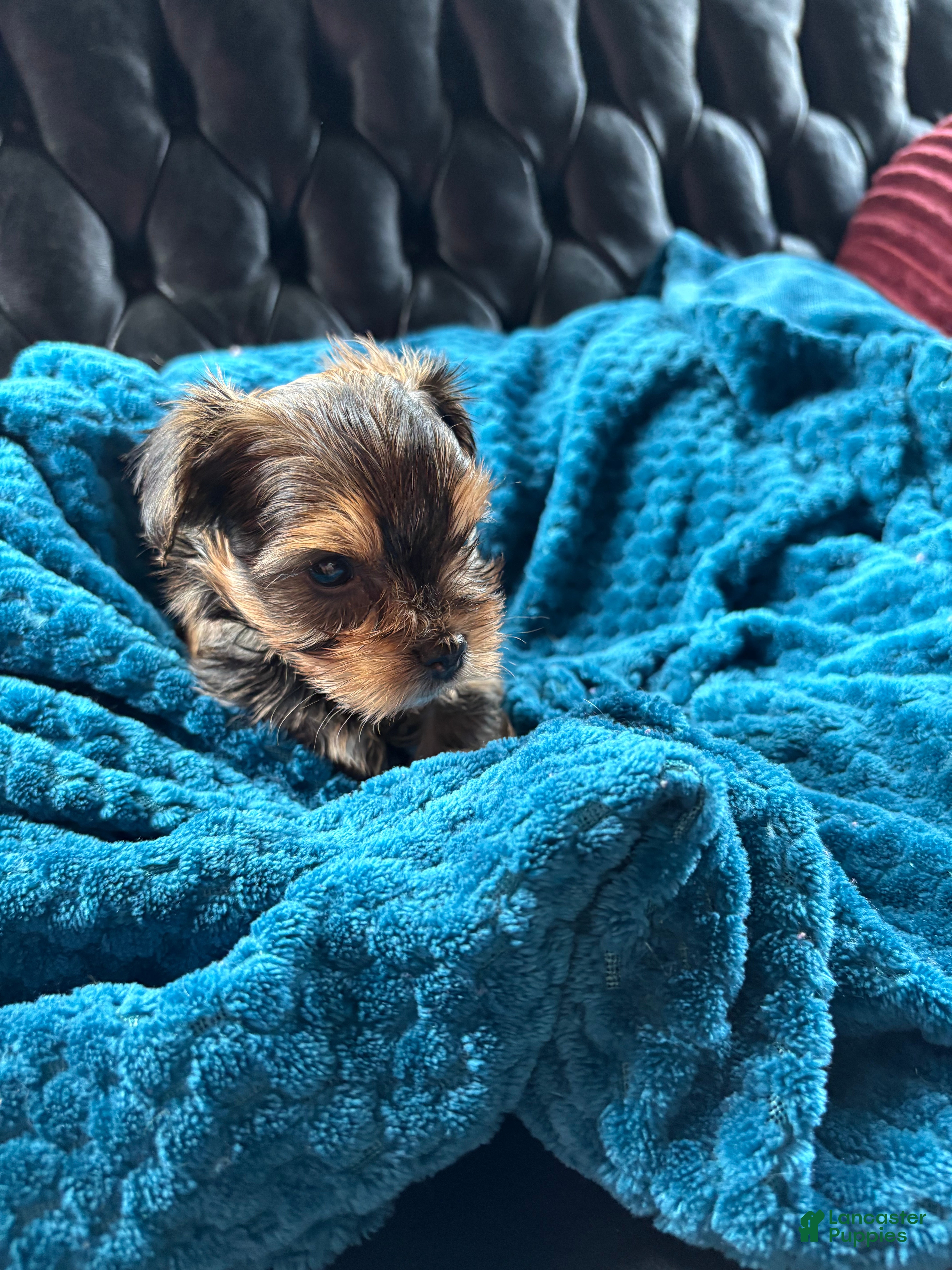 Yorkshire Terrier dogs for sale: Yorkshire Terrier Puppy 2 - Ad 3