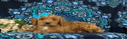 Cockapoo dogs for sale: Marissa - Ad 5