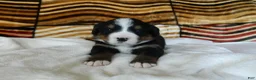 Bernese Mountain Dog dogs for sale: Barbie - Ad 5