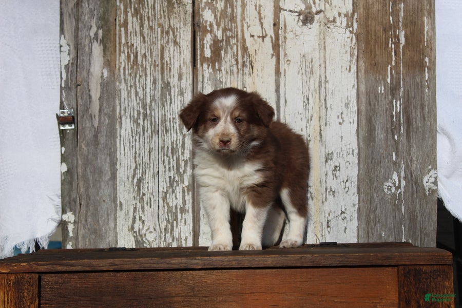 Australian Cattle Dog dogs Myla - Ad 2