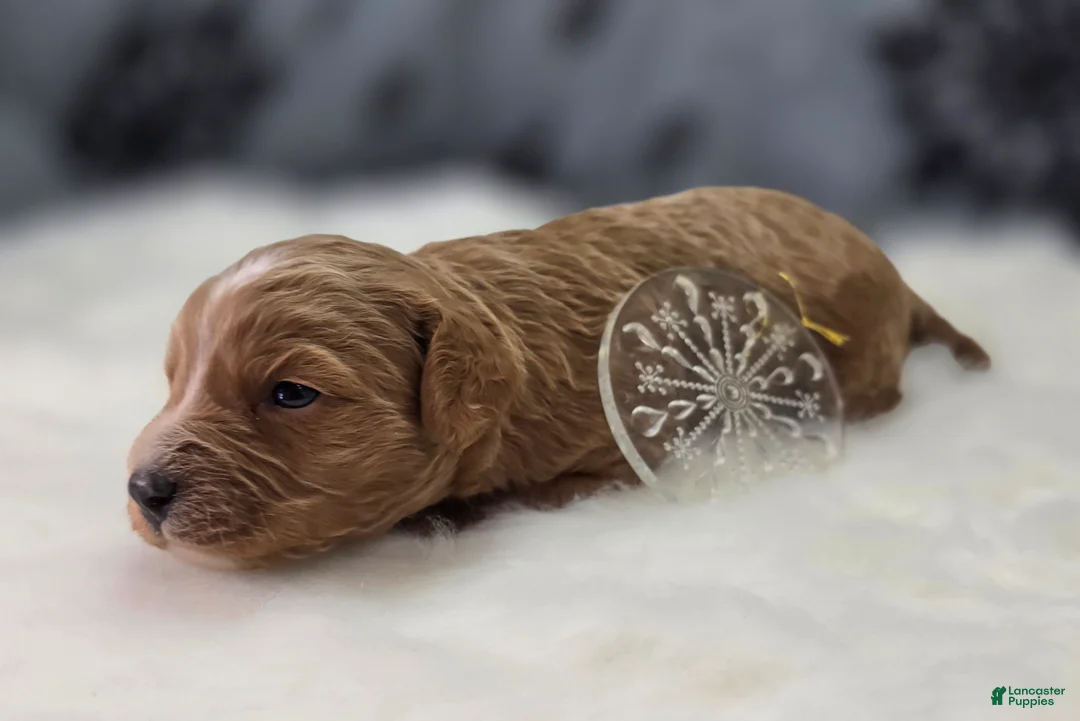 Cavapoo dogs for sale: Glacier - Ad 2
