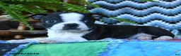 Boston Terrier dogs for sale: Valor - Ad 3