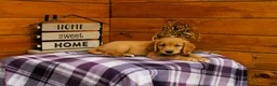 Golden Retriever dogs for sale: Rosie - Ad 3