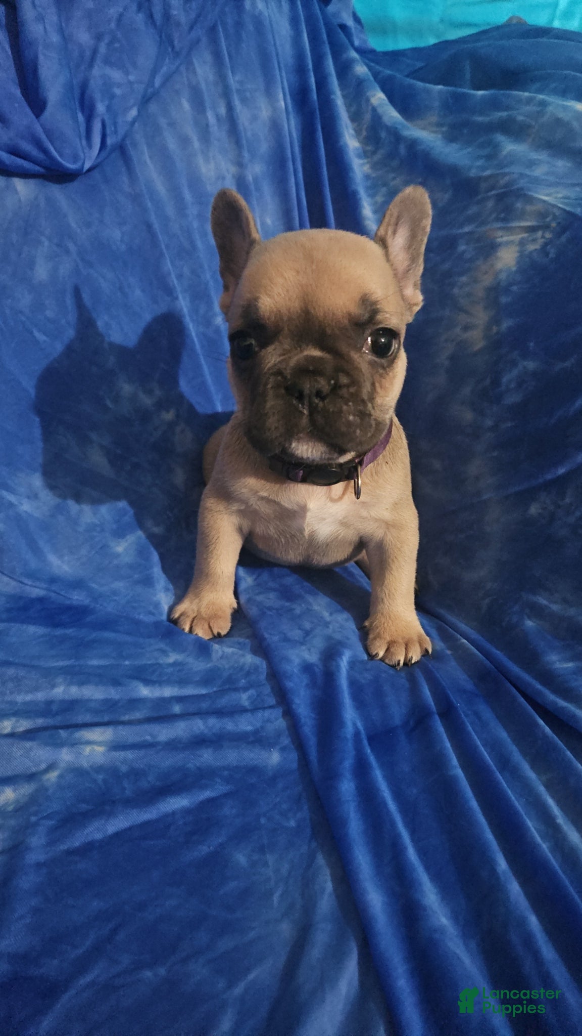 French Bulldog dogs French Bulldog Puppy 4 - Ad 23