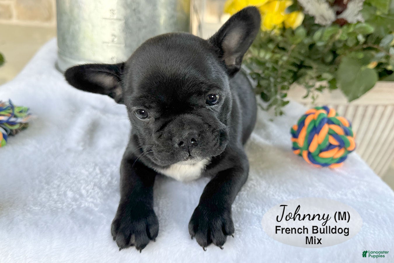 Mixed Breed dogs for sale: Johnny - Ad 2