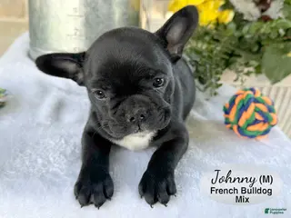 Mixed Breed dogs for sale: Johnny - Ad 2