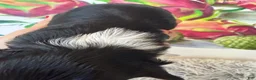 Biewer Terrier dogs for sale: Biewer Terrier. DIVA - Ad 4