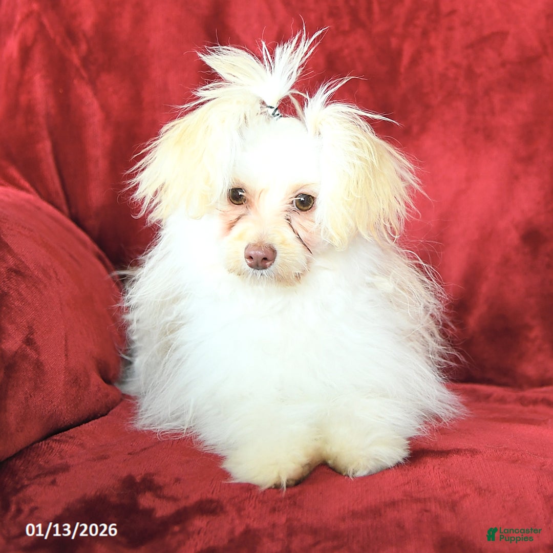 Pomapoo dogs for sale: Drako - Ad 3