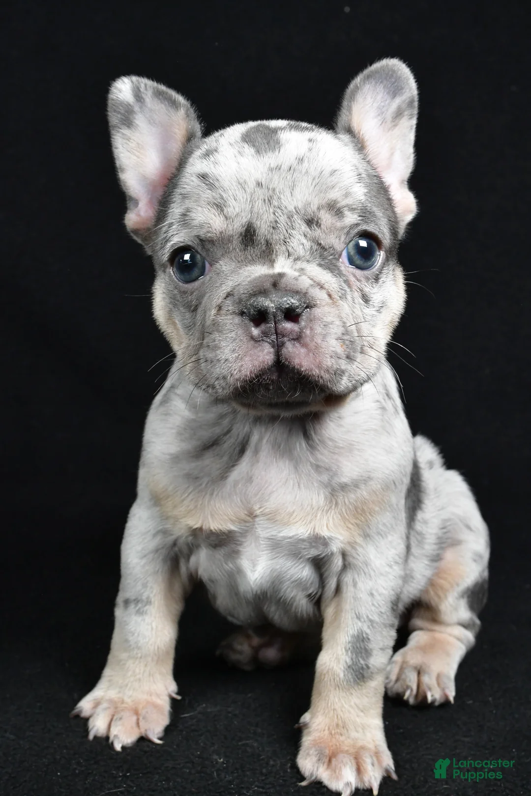 French Bulldog dogs for sale: Brooklyn - Ad 8