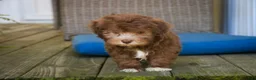 Havanese dogs for sale: Gatsby Havanese  - Ad 4