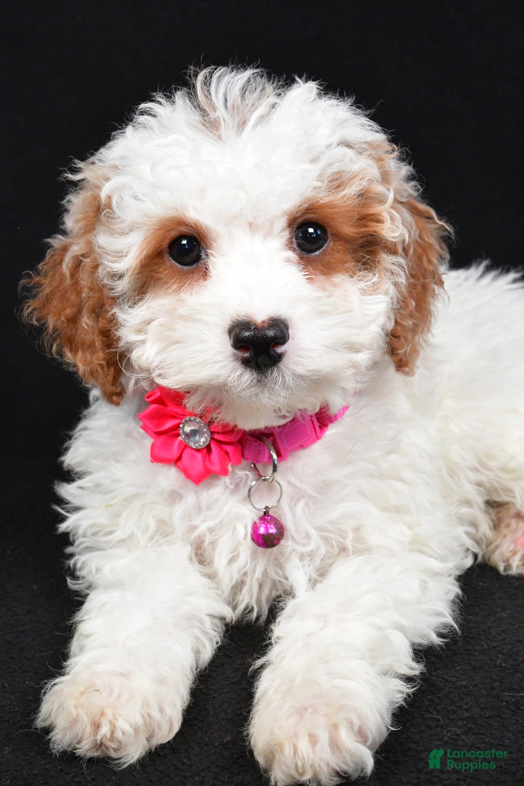 Cavapoo dogs for sale: Sabrina - Ad 4