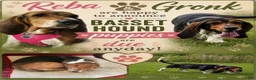 Basset Hound dogs for sale: Daisy  - Ad 12