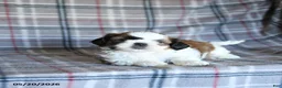 Shih Tzu dogs for sale: Speckles - Ad 5