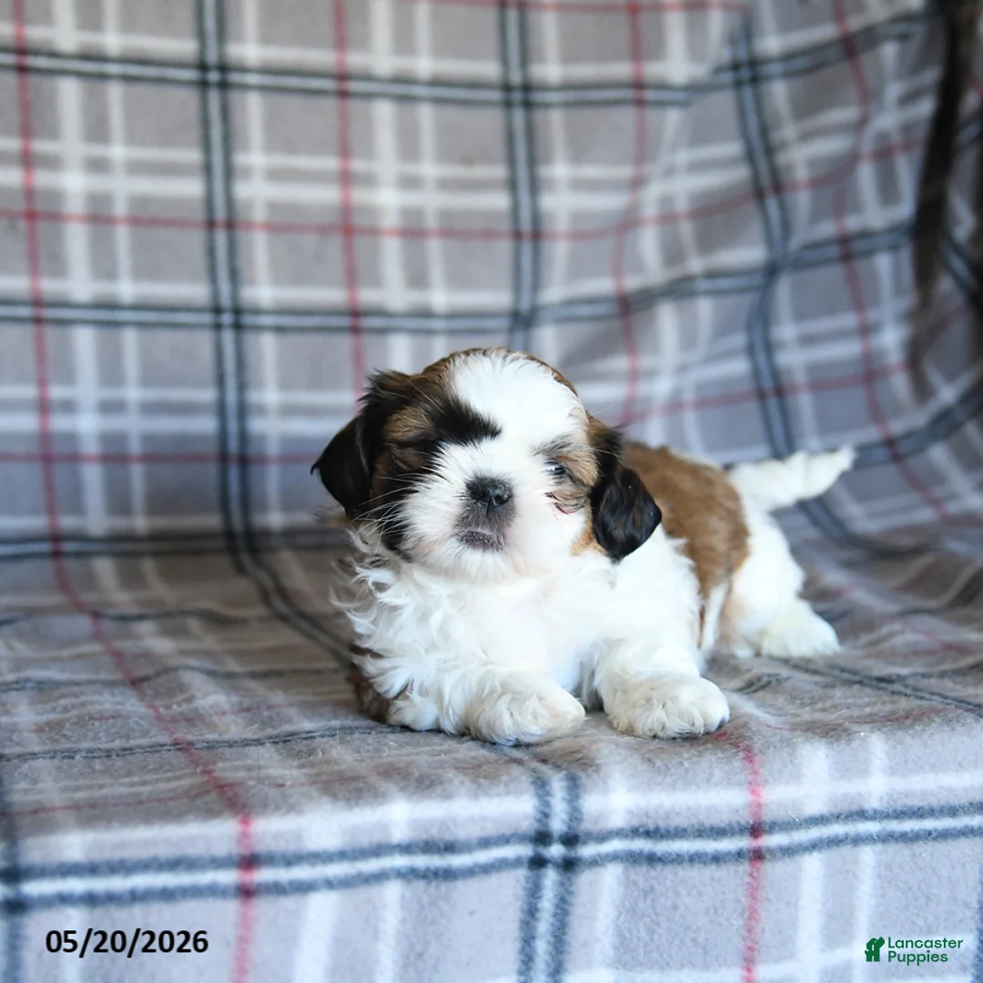 Shih Tzu dogs for sale: Speckles - Ad 5