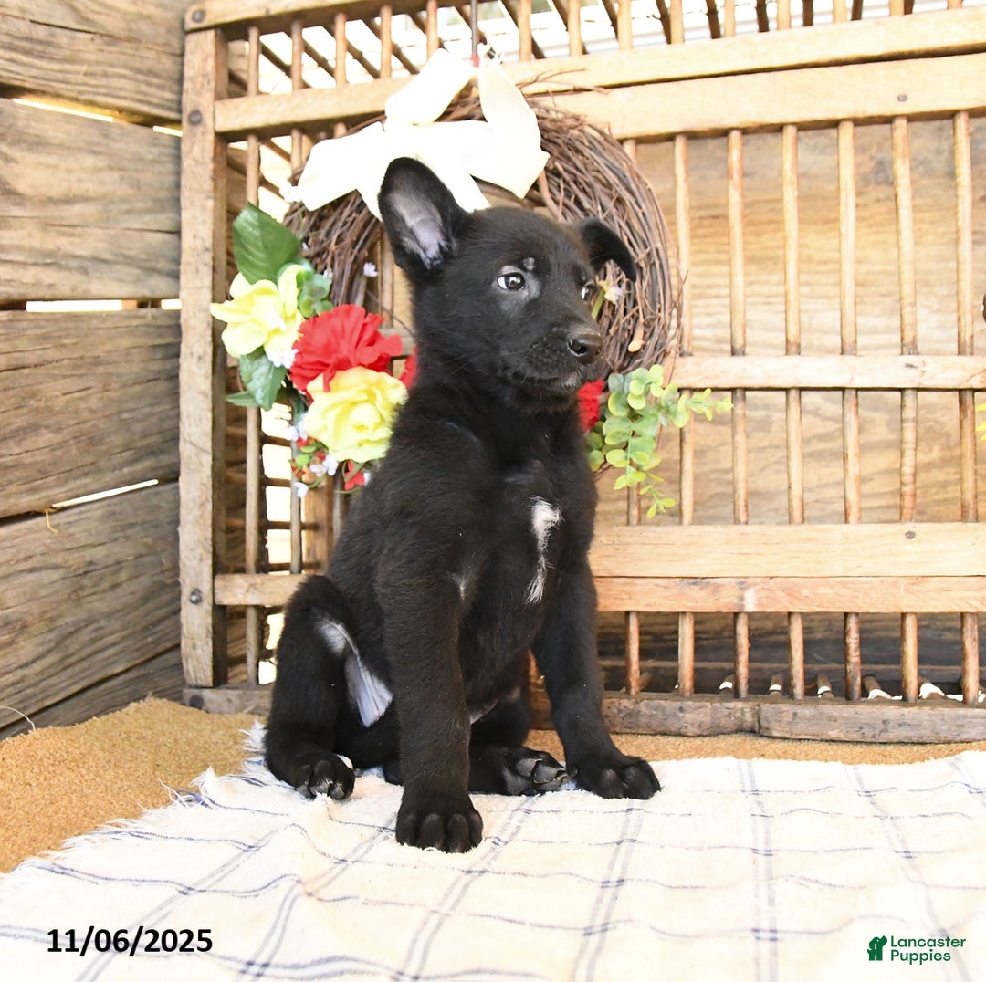 Mixed Breed dogs for sale: Olivia - Ad 4