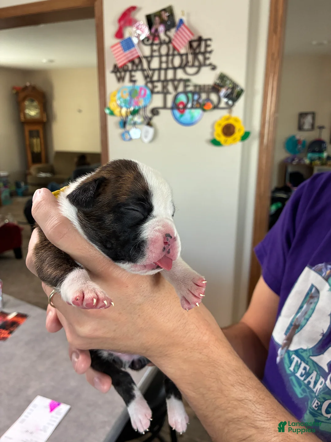 Boxer dogs for sale: Yellow Collar - Ad 1