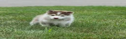Pomsky dogs for sale: charlotte - Ad 11