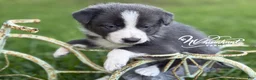 Border Collie dogs for sale: Blue short hair - Ad 7