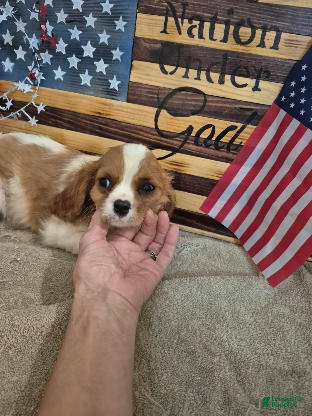 Cavalier King Charles Spaniel dogs for sale: Sugar - Ad 3