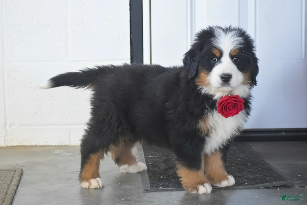 Bernese Mountain Dog dogs for sale: Grayson - Ad 2