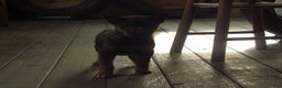 Mixed Breed dogs for sale: Kia - Ad 2
