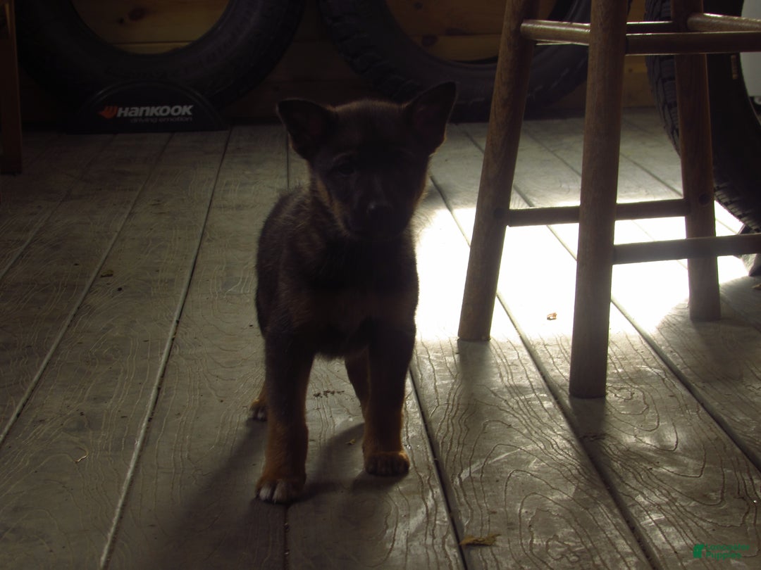 Mixed Breed dogs for sale: Kia - Ad 2