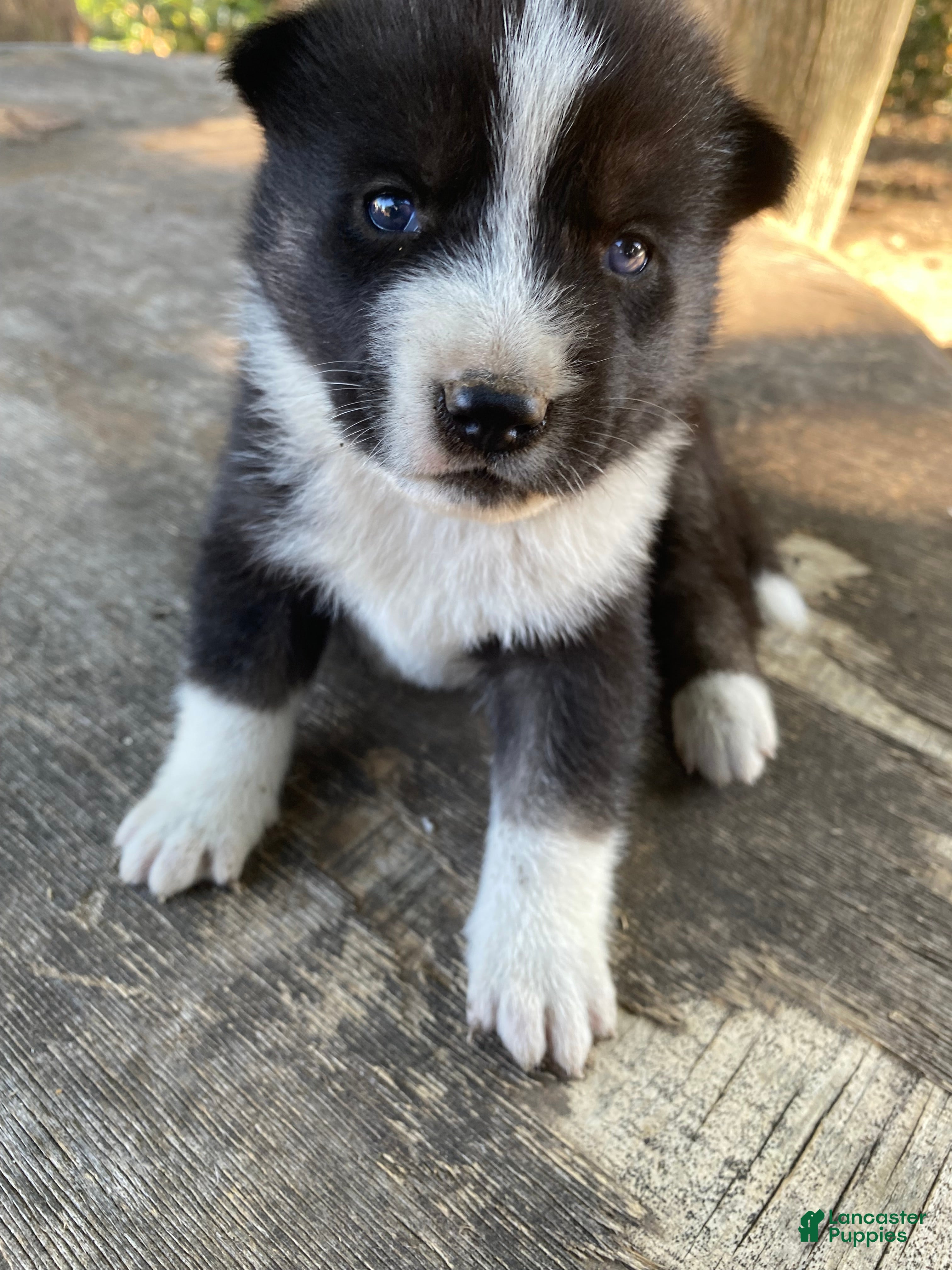 Mixed Breed dogs Cinco - Ad 2