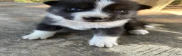 Mixed Breed dogs for sale: Cinco - Ad 2