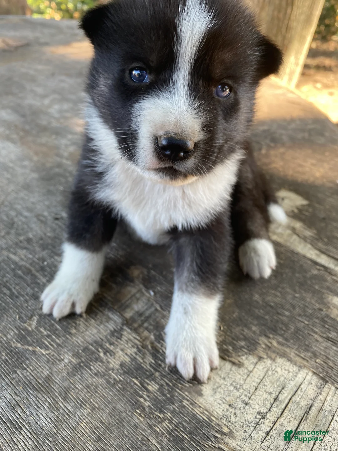 Mixed Breed dogs for sale: Cinco - Ad 2