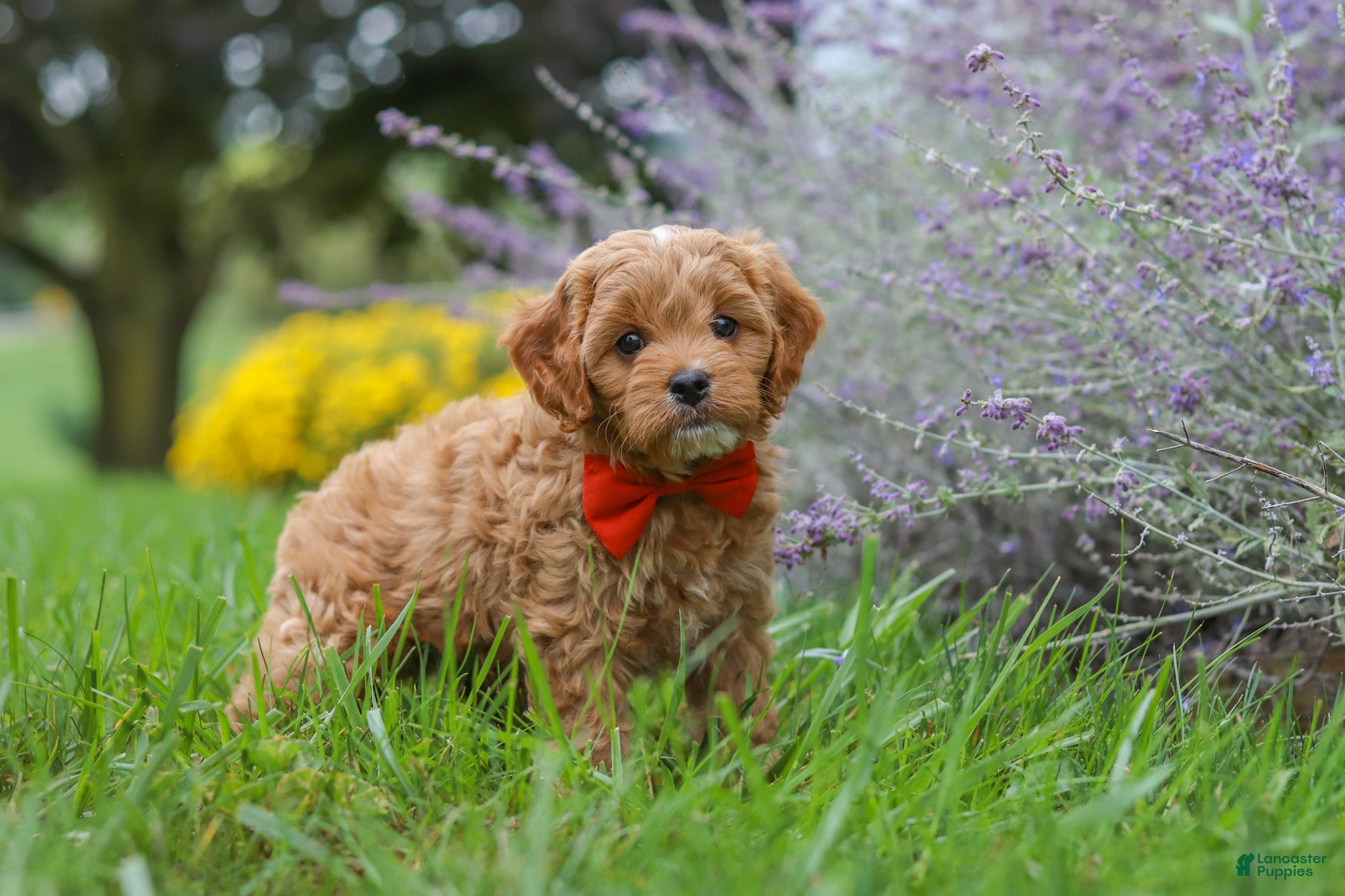 Cavapoo dogs Rover - Ad 2
