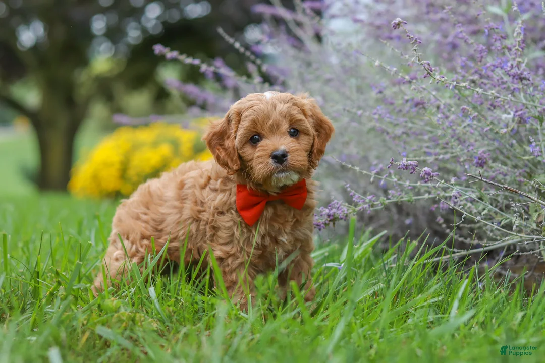 Cavapoo dogs for sale: Rover - Ad 2