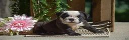 English Bulldog dogs for sale: Smokey - Ad 5