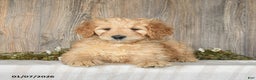 Goldendoodle dogs for sale: Epic - Ad 5